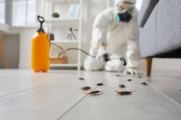 Post-Treatment Bed Bug Interceptor Monitoring in Socastee